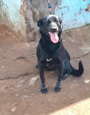 Adopter Jade du Maroc!