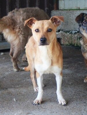 Adopter Jadore