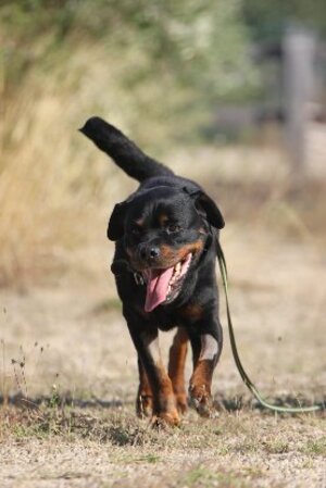 Adopter Jango
