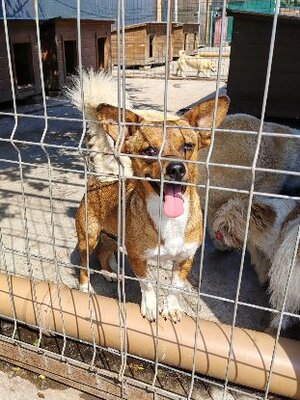 Adopter Jango