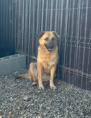Adopter Janka