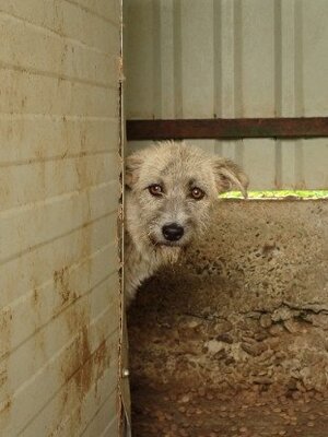 Adopter Japsy