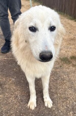Adopter Jasper