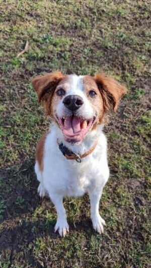 Adopter Jaspy