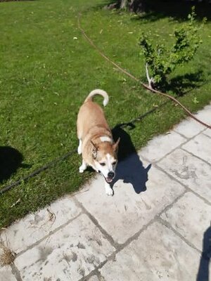 Adopter Jazzy