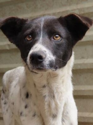 Adopter Jeanette