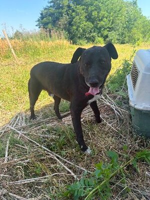 Adopter Joe