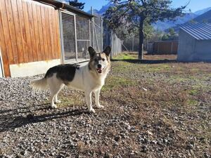 Adopter Jony