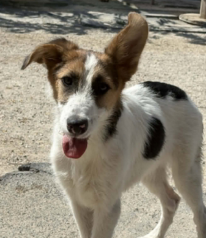 Adopter Jorge jr