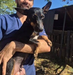 Adopter Joy