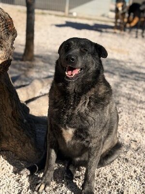 Adopter Judit
