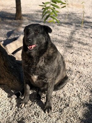 Adopter Judith