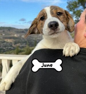 Adopter June