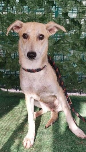 Adopter June