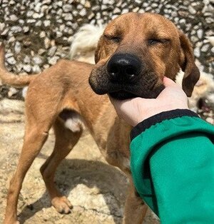 Adopter Kahu