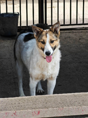 Adopter Kaitlyn