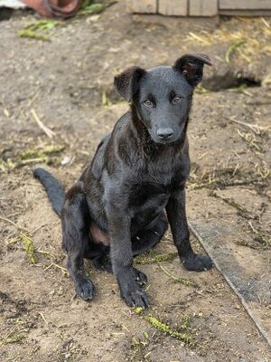 Adopter Kalei