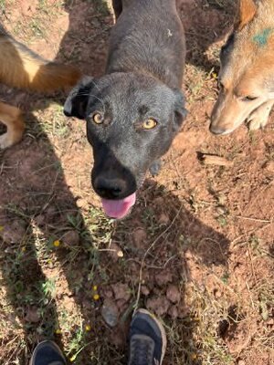 Adopter Kali