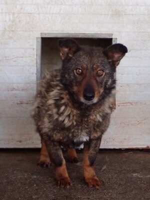 Adopter Kaly