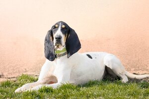 Adopter Kaska