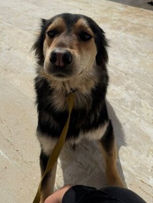 Adopter Katkout