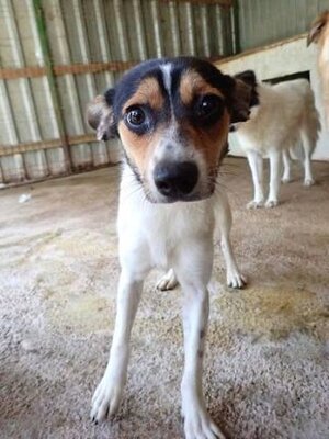 Adopter Katzuki