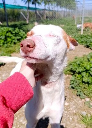 Adopter Kefir