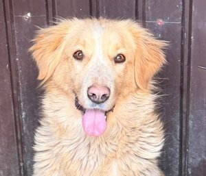 Adopter Keline