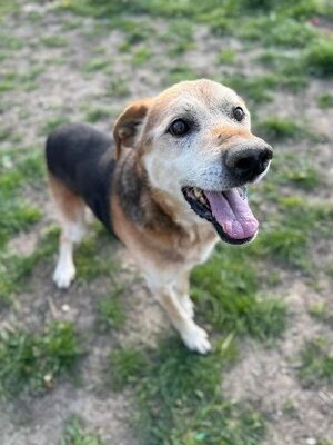 Adopter Keneay