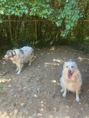 Adopter Kiki et bouba