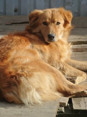 Adopter Kingston