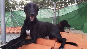 Adopter Kira