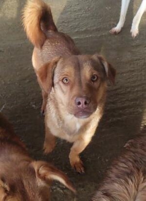 Adopter Kira