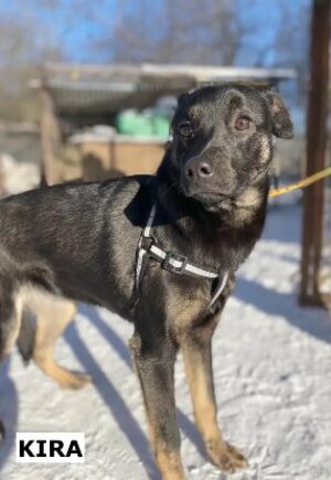 Adopter Kira