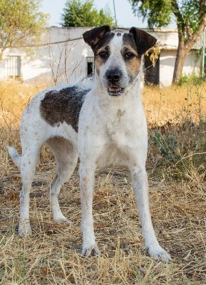 Adopter Kira