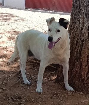 Adopter Kira