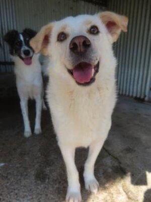 Adopter Kiro