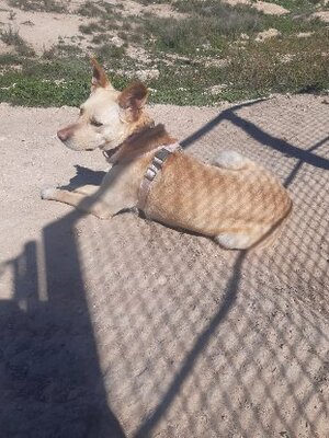 Adopter Kiwi