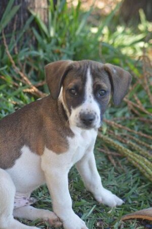 Adopter Koda