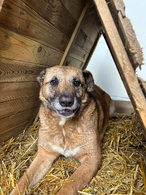 Adopter Konny