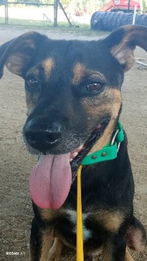 Adopter Konopo