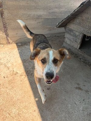 Adopter Kosta