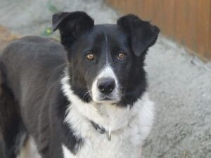 Adopter Kovax