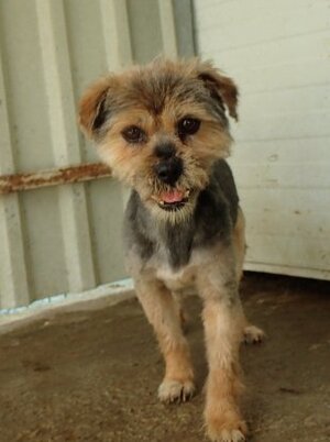 Adopter Kovou