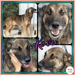 Adopter Kovu
