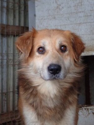 Adopter Kraft