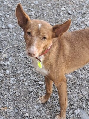 Adopter Kyla