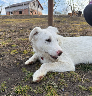 Adopter Laddie
