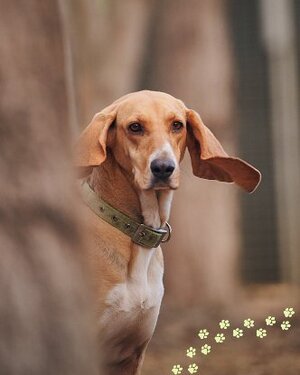 Adopter Lady