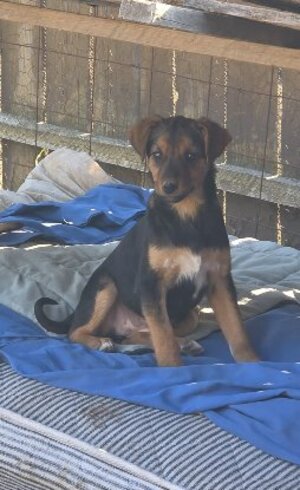 Adopter Laïka